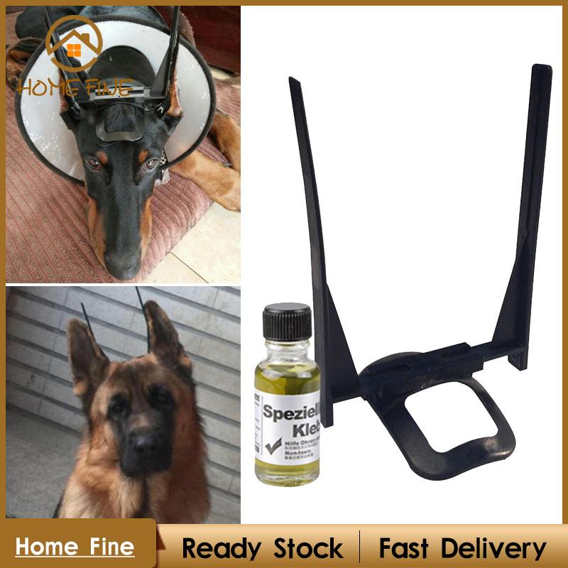 Giá Đỡ Tai Chó Chihuahua Chuyên Dụng Chất Lượng