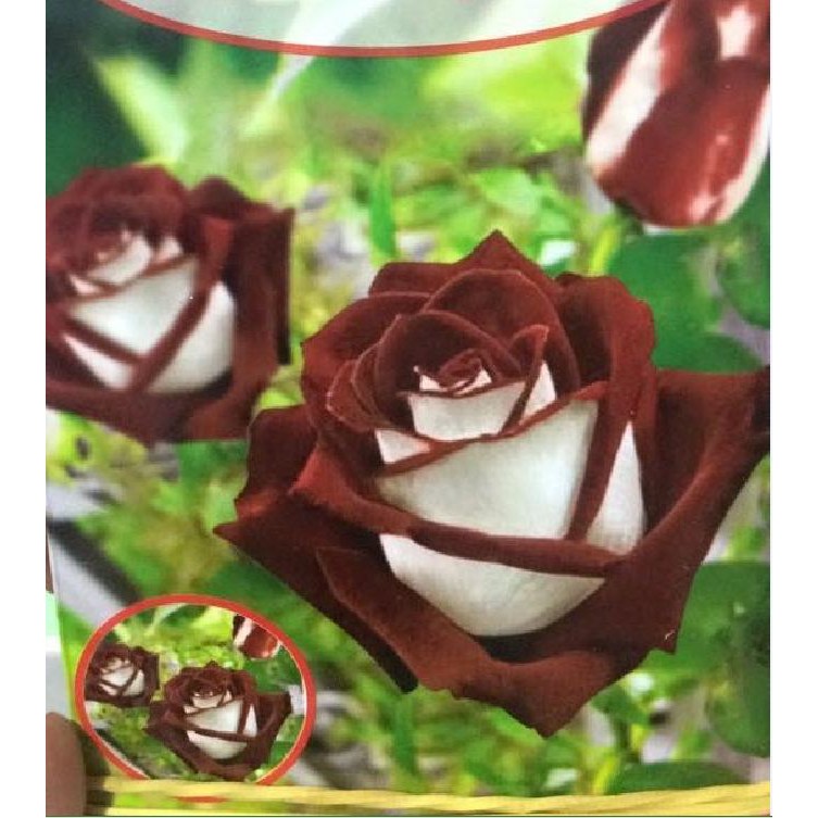 Hạt giống hoa hồng trắng viền nâu 20 hạt/gói - kèm 3 viên nén ươm hạt