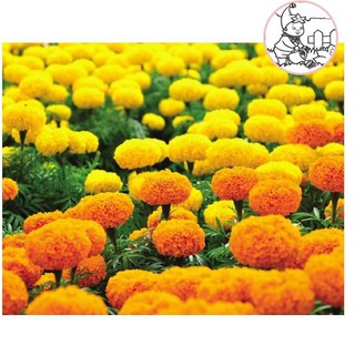 Hạt Hoa VẠN THỌ 2 Màu M-01 - Gói 1 gram