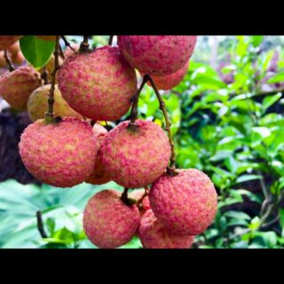 Cây giống vải thanh hà