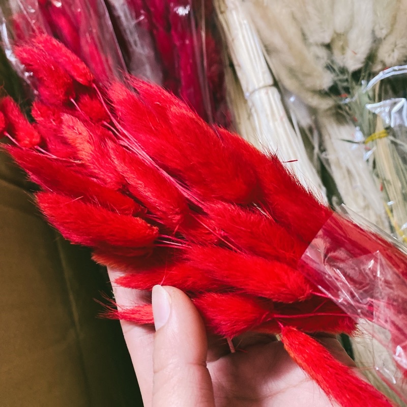 Cỏ Đuôi Thỏ, Hoa khô Lagurus Bunny Tails ❤️FREESHIP❤️ Cỏ đuôi thỏ nhập khẩu Italia decor, dây thừng