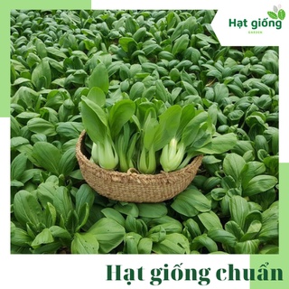Hạt giống cải thìa chịu nhiệt dễ trồng, trồng quanh năm, năng suất cao, nảy mầm tốt gói 20g