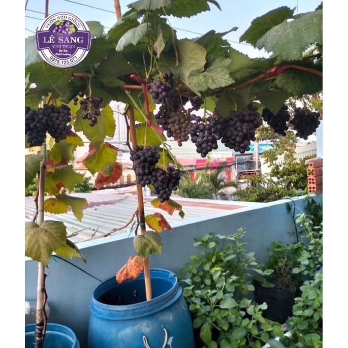 Benevia 100 OD Chuyên Dùng Cho Cây Nho.