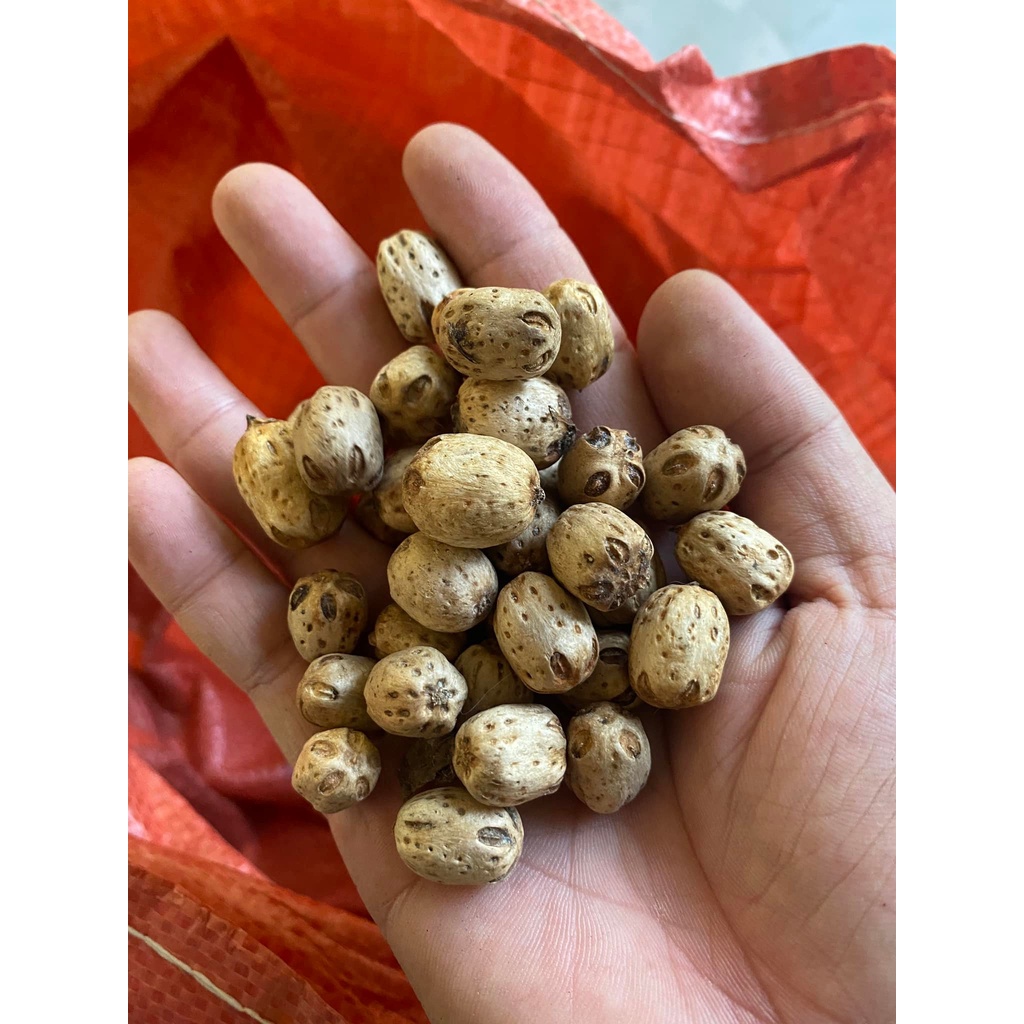 Hạt giống cây xoan đào