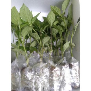 👉🌱🌱🌱👍 Combo 5 cây đuôi chuột hoa tím (Cây mạch lạc)