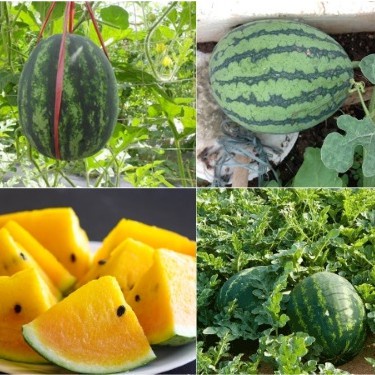 Dưa Hấu Ruột Vàng (tặng kèm phân bón)