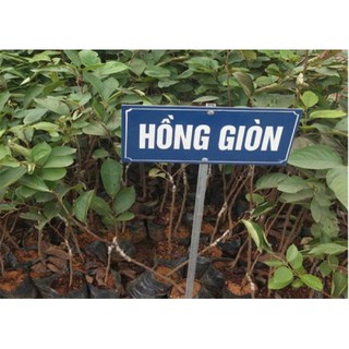 Cây Hồng Giòn Nhật Bản