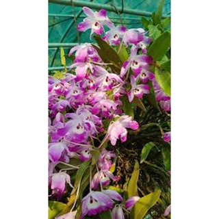 LAN HOÀNG THẢO ĐÙI GÀ GIỐNG