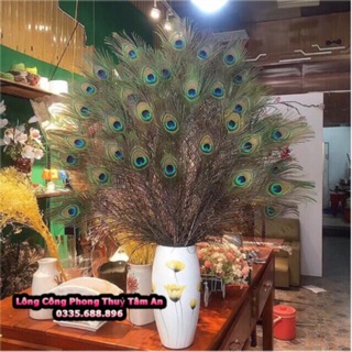100 lông công tự nhiên loại 60cm - 70cm
