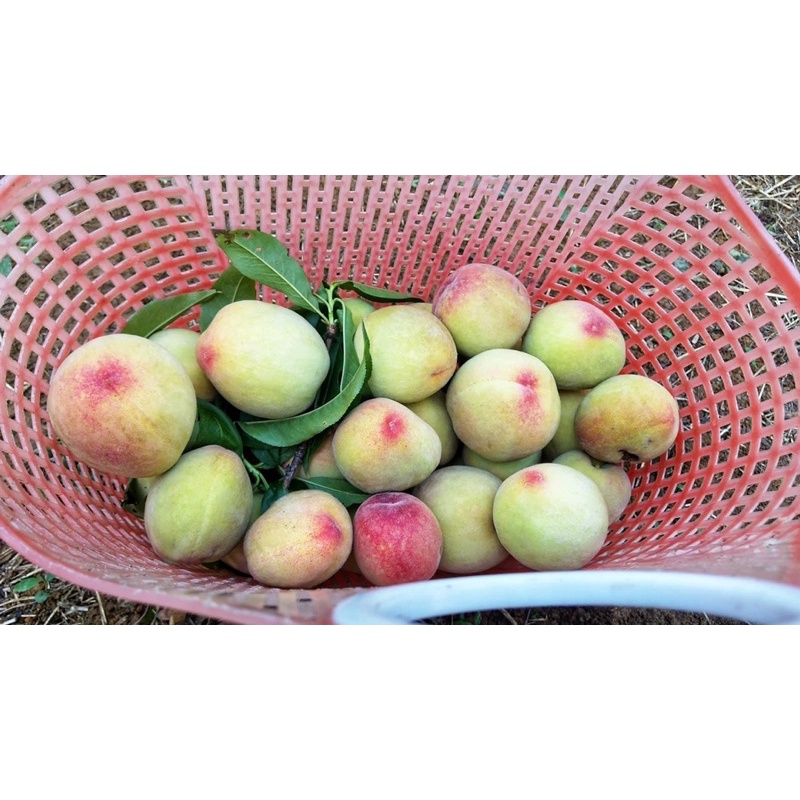 Đào mỏ quạ #170k / 10kg