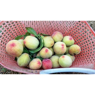 Đào mỏ quạ #170k / 10kg