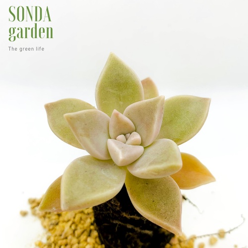 Sen đá đá ma SONDA GARDEN size mini 2.5-4cm, xuất xứ Đà Lạt, khoẻ đẹp, lỗi 1 đổi 1