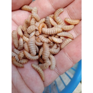 KÉN RUỒI LÍNH ĐEN (SÂU CANXI) 200GR