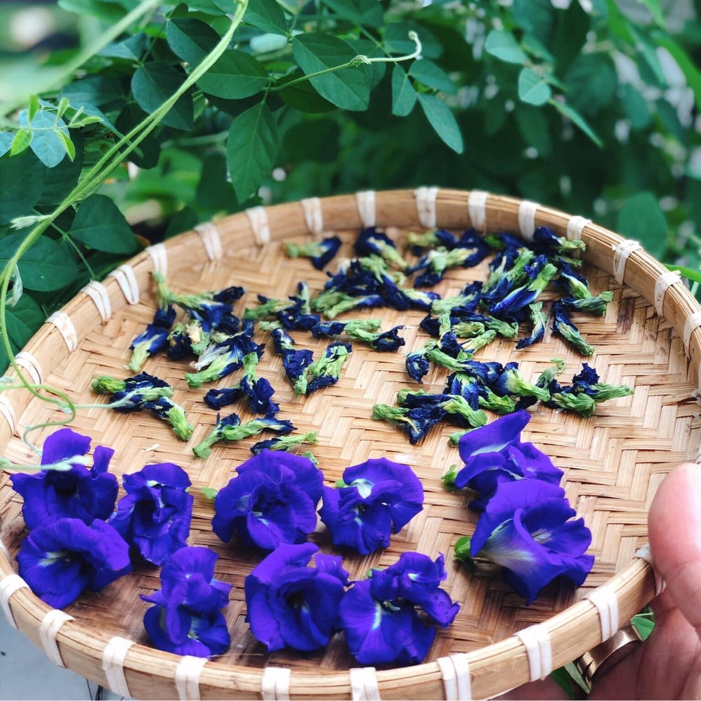 40 HẠT GIỐNG HOA ĐÂU BIẾC