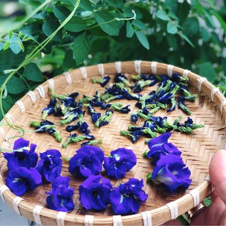 40 hạt giống hoa đâu biếc