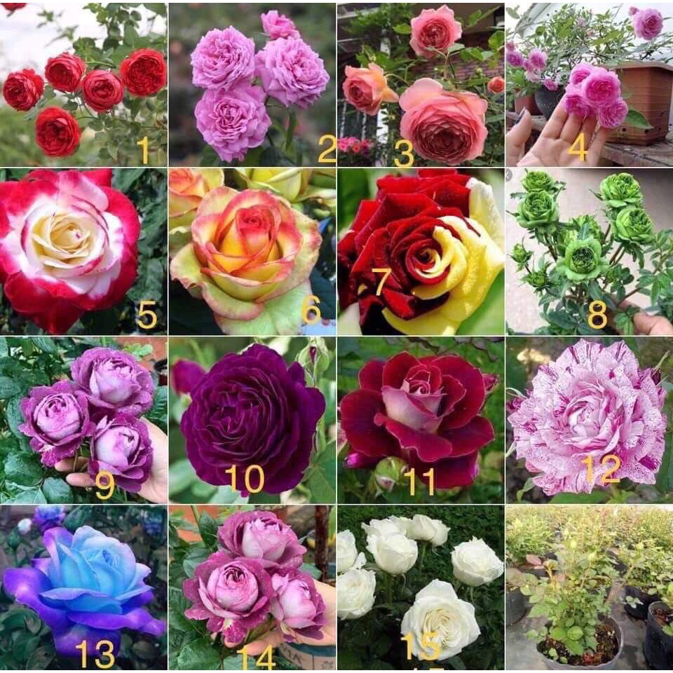 GỐC HOA HỒNG THÂN BỤI RỄ TRẦN