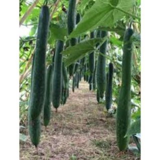 Gói 20 hạt giống bí sặt ( bí đao xanh nova) quả dài LuckyseadTG