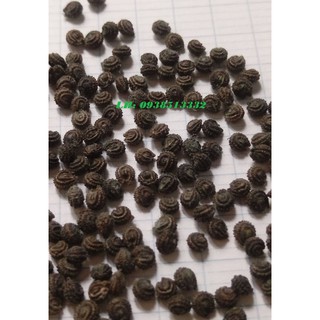 hạt giống sương sâm rừng - 500 hạt