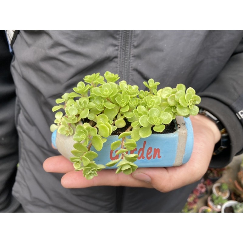 Sen đá Sedum vảy cá - Sen đá vảy rồng