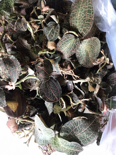 🍀🍃LAN KIM TUYẾN rừng  100gram🌿🌴