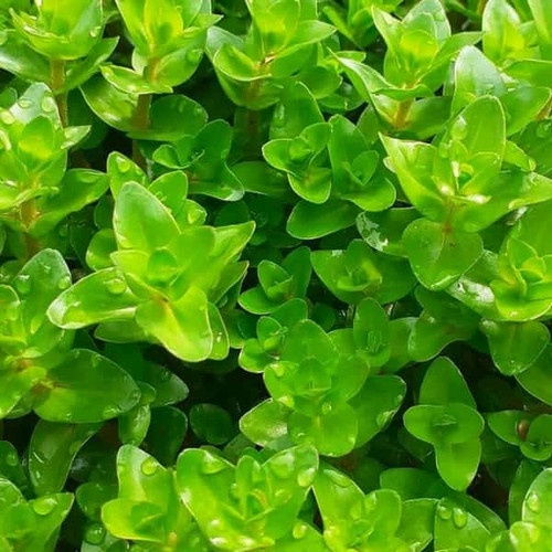 7 nhánh Lệ Nhi thủy sinh lá cạn - M