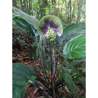 Giống cây giống cây râu hùm