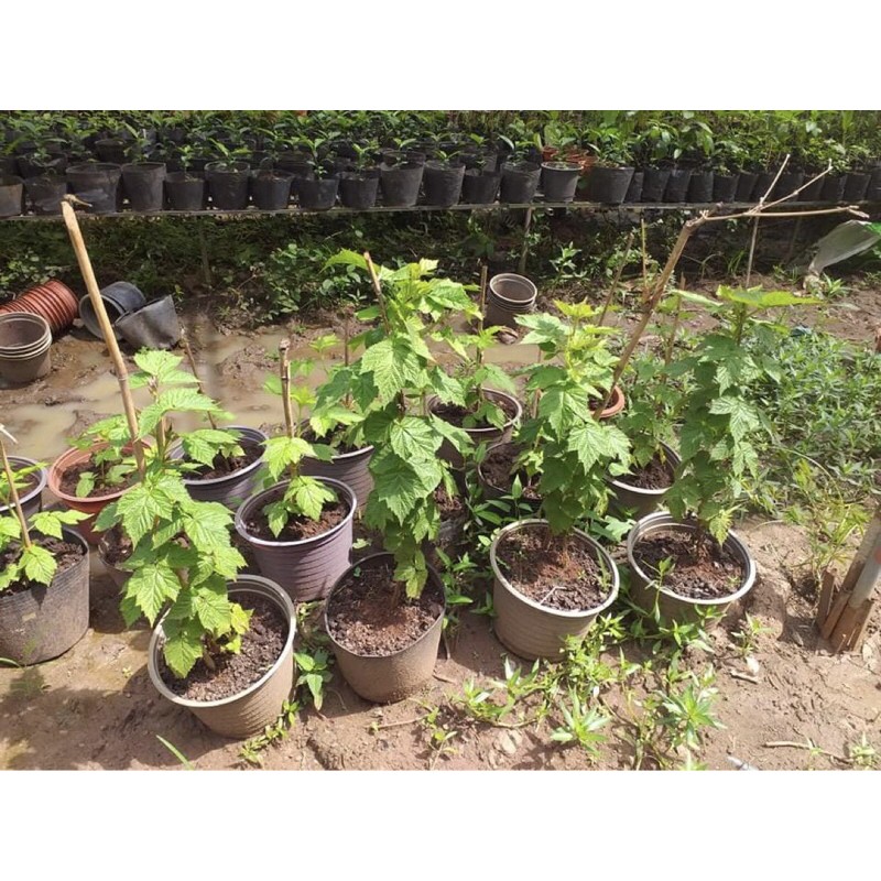 Cây phúc bồn tử