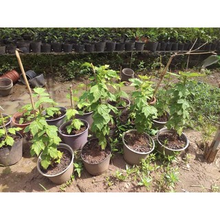 Cây phúc bồn tử (cây mâm xôi)