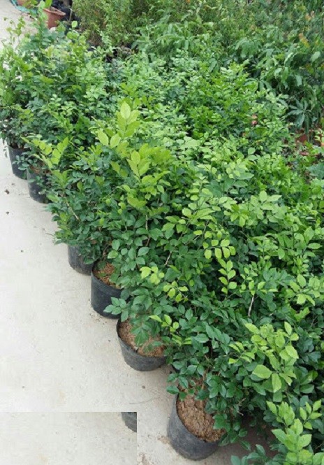 COMBO 03 CÂY NGUYỆT QUẾ CÂY -  CÂY BONSAI - CÂY GIỐNG NGUYÊN BẦU TO KHỎE