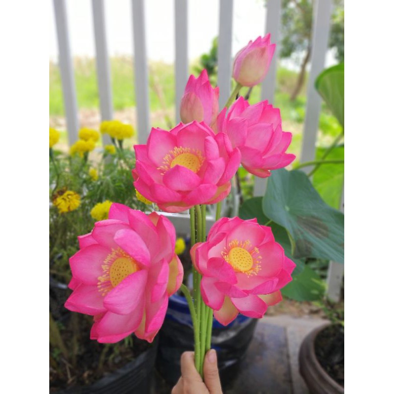 [Hoa giả] HOA SEN ĐẤT SÉT HỒNG,4 hoa nở, 2 nụ búp