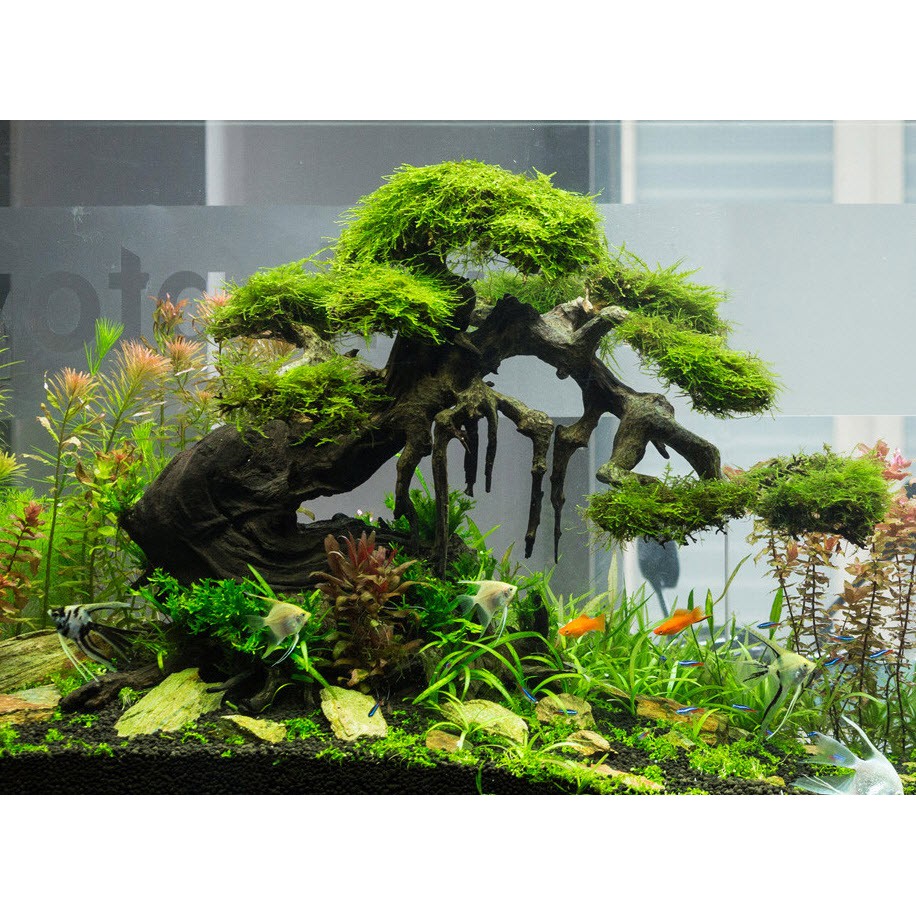 Lũa Xương Chùm 50Gr - Dùng Làm Tán Bonsai Trong Bể Thủy Sinh