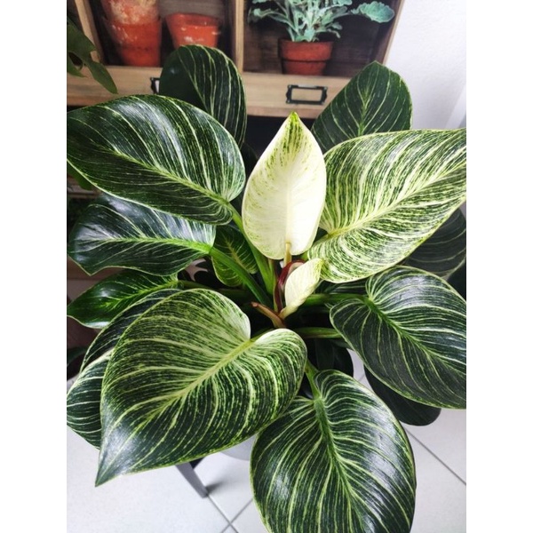 Trầu bà đế vương kim cương ( Philodendron birkin) - cây to, mạch var đẹp