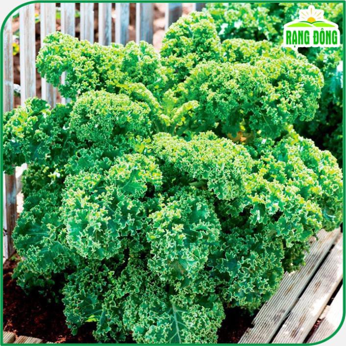 Hạt giống Cải Xoăn Kale Kháng Bệnh Tốt, Trồng Quanh Năm (gói 5 gram) - Hạt giống Rạng Đông