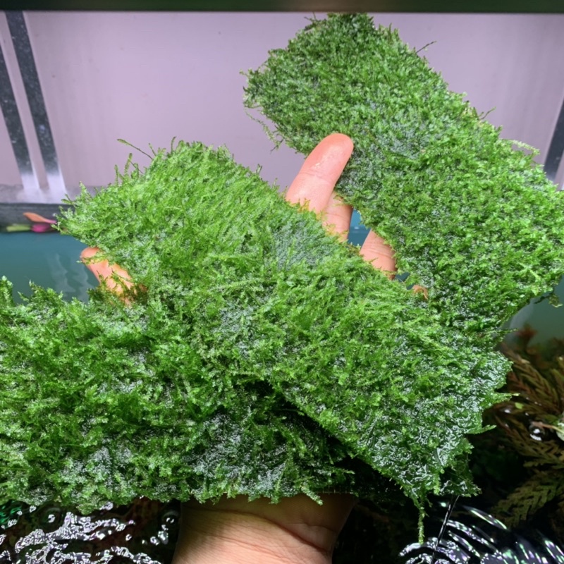 Rêu mini taiwan vỉ 20x8cm minitaiwan Rêu Thủy sinh dễ trồng