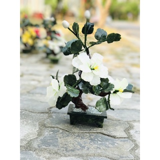 Cây hoa đá phong thuỷ 25cm