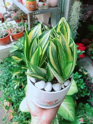 Chậu Cây Lưỡi Hổ Thái Vàng
