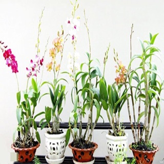 com bo 5 cây hoa lan denro nhiều màu