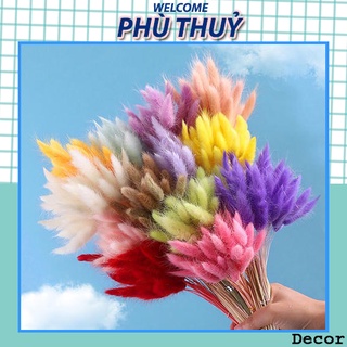 [10 cành cỏ đuôi thỏ khô] trang trí & decor