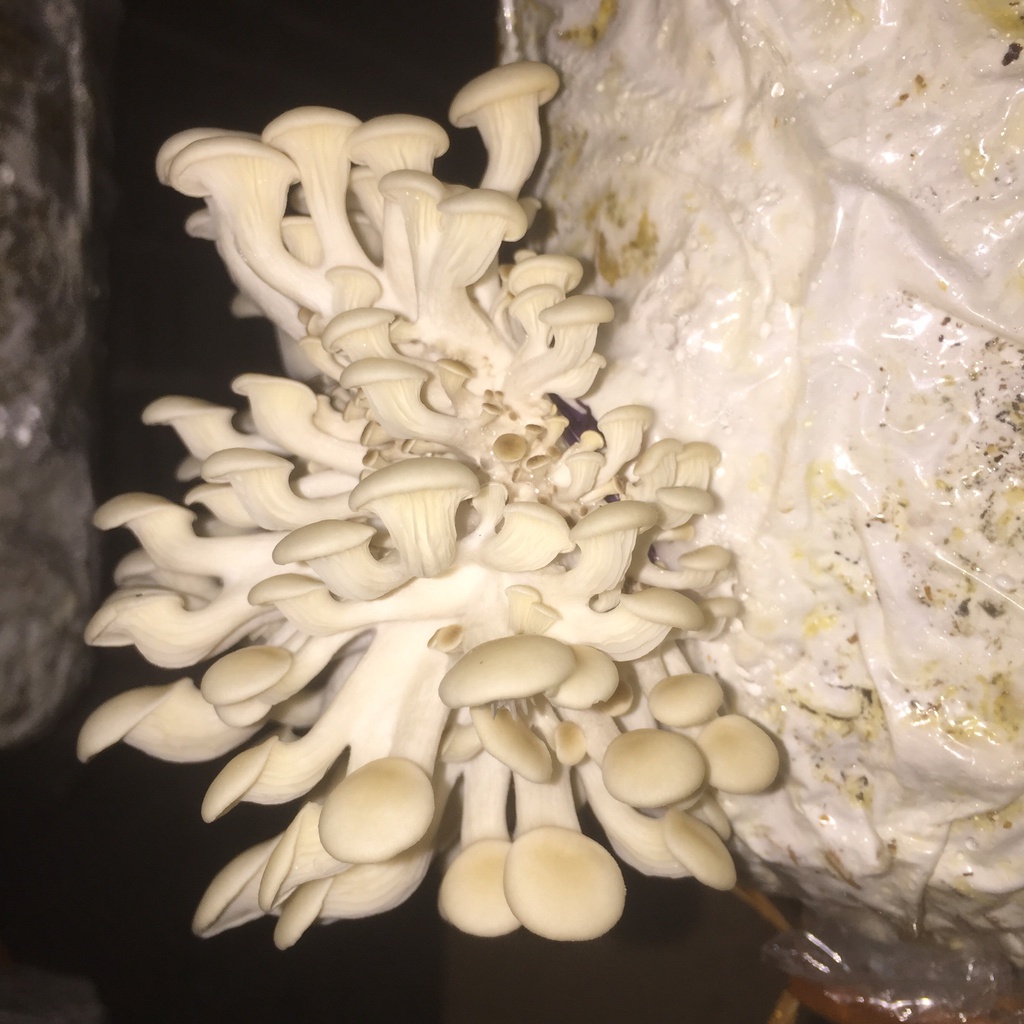 Combo 9 Phôi Nấm Sò Cao Sản Giá Tại Trại - Trồng đủ 3-4 người ăn thoải mái