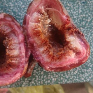Cây vả giống