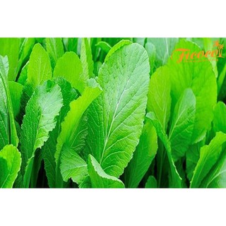 HẠT GIỐNG CẢI BẸ XANH MỠ