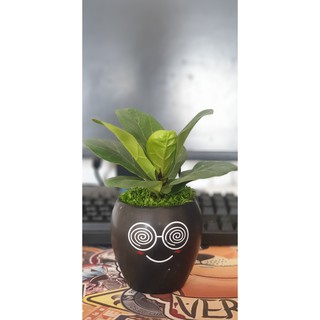 Cây Bàng Mini Decor [Kèm chậu sứ cute và cỏ trang trí]