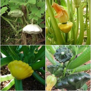 Hạt giống Bí Ngô Mini đĩa bay mix 10 hạt/gói (Kèm kích thích hạt nảy mầm)