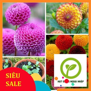 hạt giống hoa thược dược tổ ong 40 hạt HAT F1