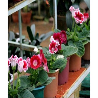 Hạt giống hoa Tử la lan - Gói 5 hạt