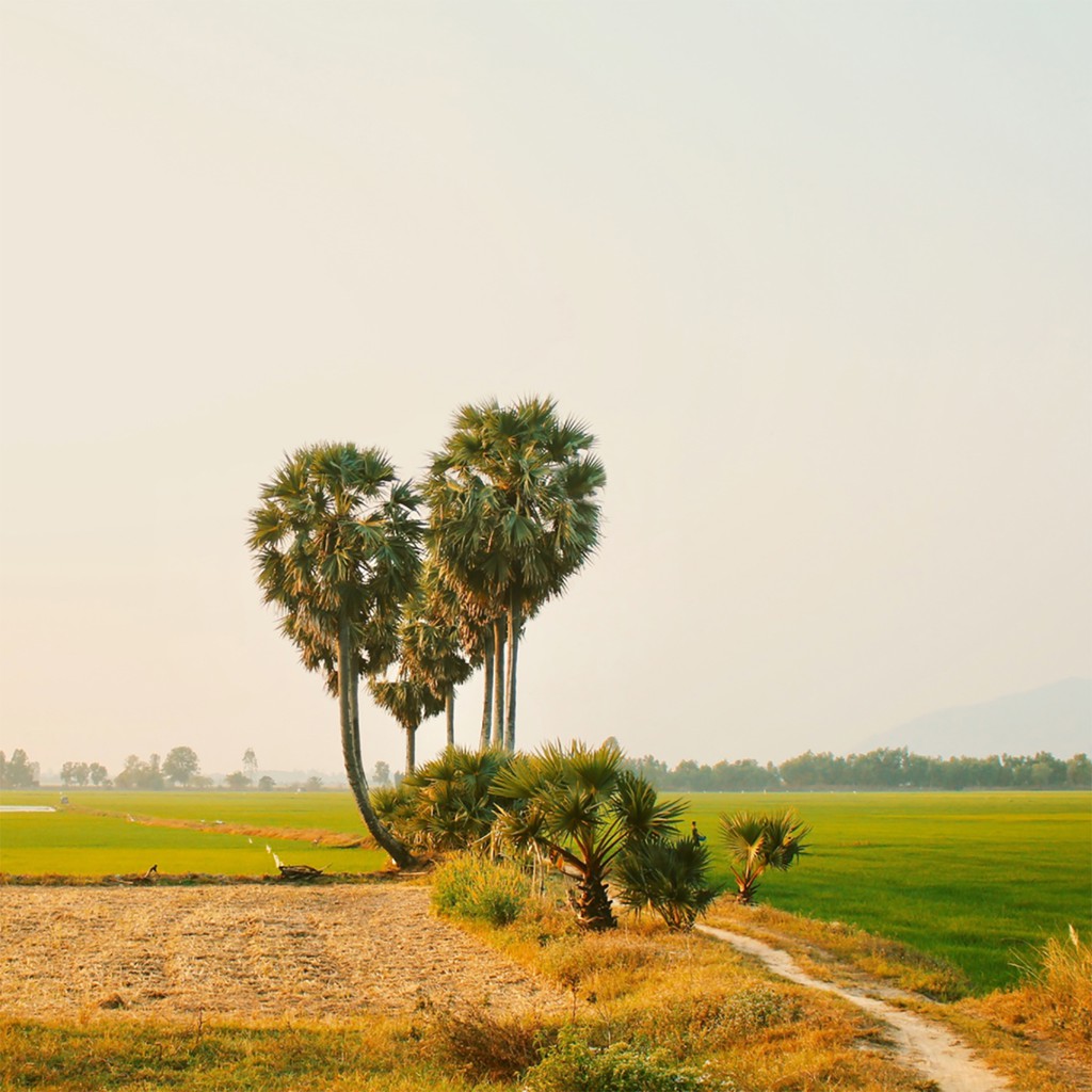 [Đặc Sản An Giang] Đường Thốt Nốt Nguyên Chất FIDI - Loại Sệt (Đường Chảy) - Hũ Thủy Tinh 300g