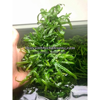 DƯƠNG XỈ TRIDENT - TRANG TRÍ HỒ CÁ THUỶ SINH