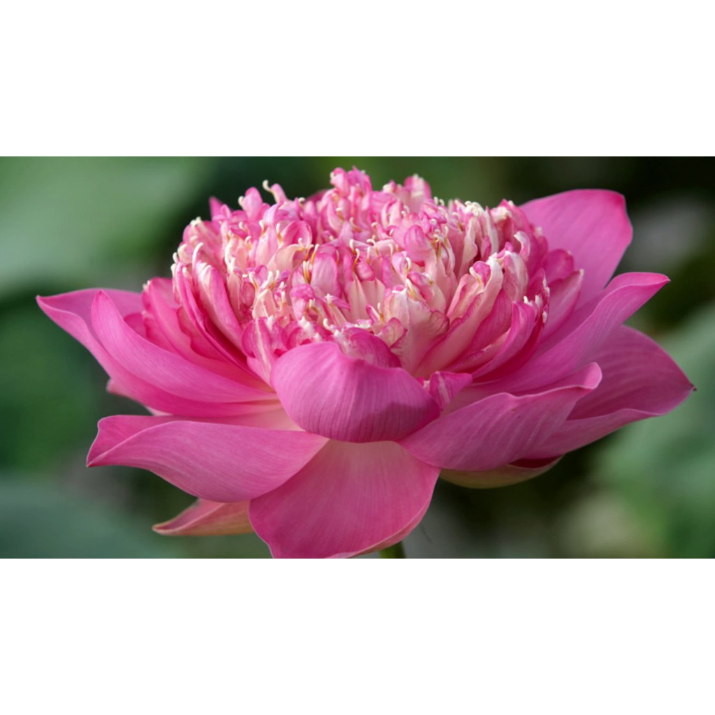 GÓI 5 HẠT GIỐNG HOA SEN BÁCH DIỆP
