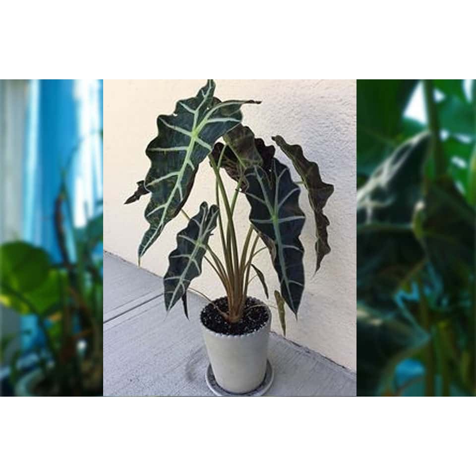 Cây môn quan âm - Alocasia Polly - Cây khoẻ, thuần