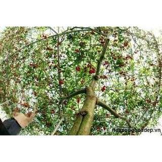 Hạt giống cà chua bạch tuộc (leo giàn) 4Hạt